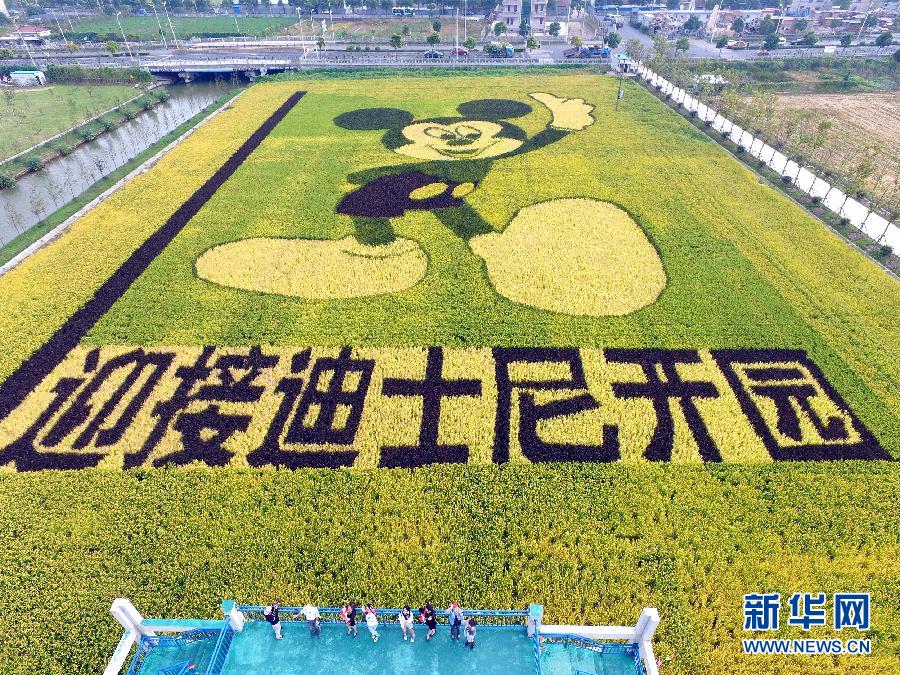 10月25日，游客在觀景臺上觀賞“米老鼠”稻田畫。