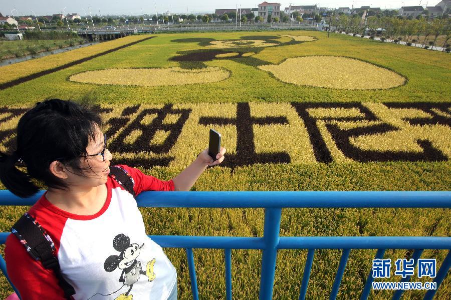 10月25日，游客在觀景臺上觀賞“米老鼠”稻田畫。