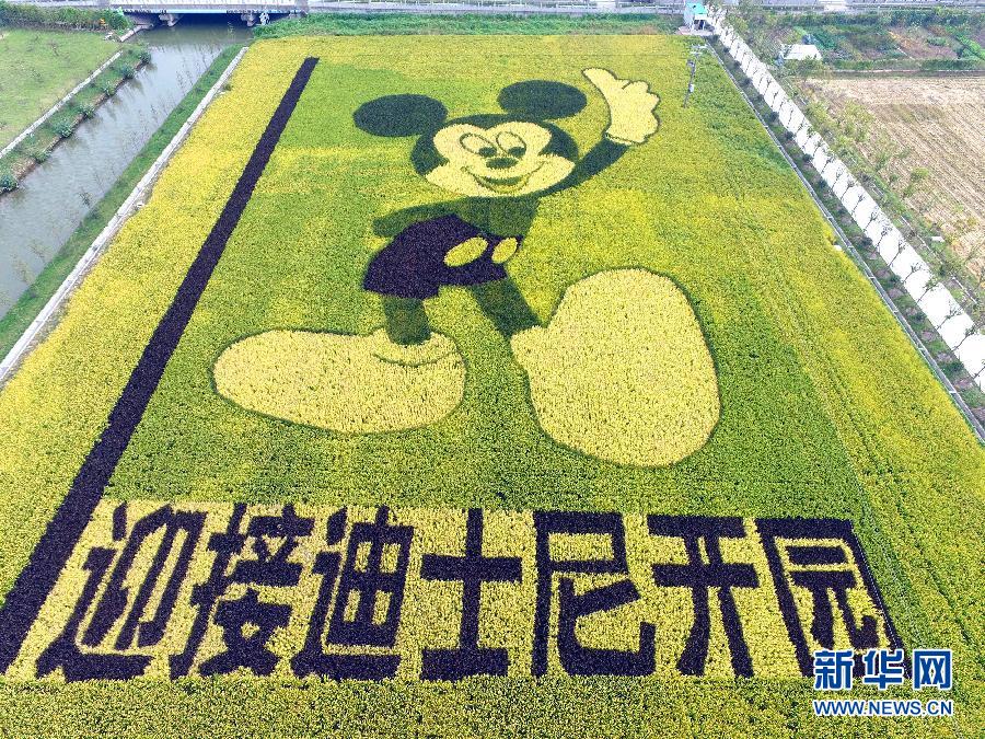 10月25日，游客在觀景臺上觀賞“米老鼠”稻田畫。