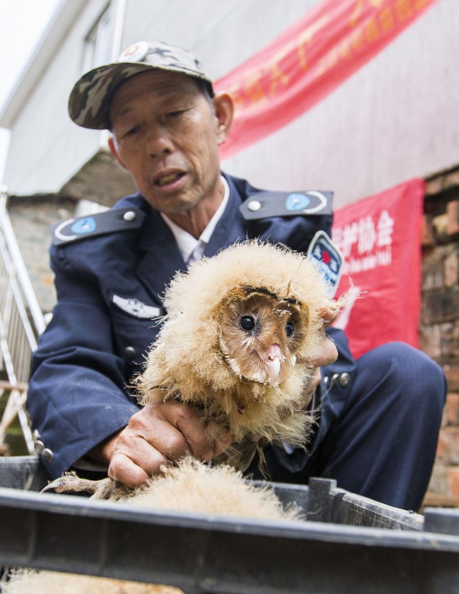 這5只雛鳥長得既像貓頭鷹，又像老鷹，危億玲和她丈夫便上網(wǎng)查詢，也沒查出來到底是什么動物。因為擔(dān)心這些雛鳥是保護(hù)動物，放在自己家里會養(yǎng)不好，危億玲便聯(lián)系上了都昌縣林業(yè)局野生動植物保護(hù)管理站。