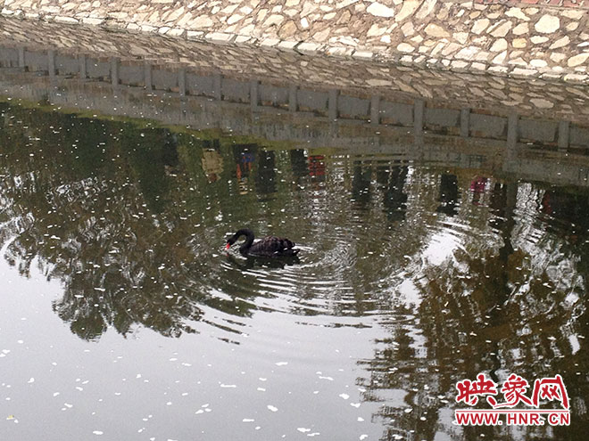 受傷的黑天鵝迫降鄭州金水河。