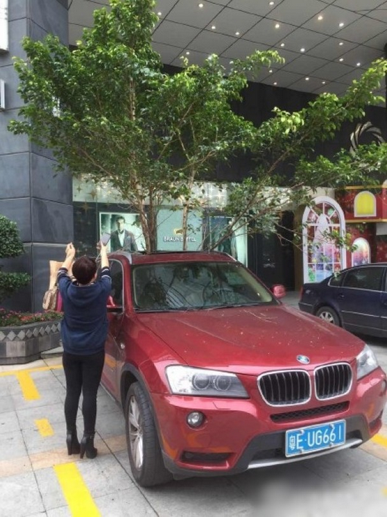 一輛停在停車位上的寶馬轎車，被墜落的樹枝砸中，樹枝徑直插入車內(nèi)，現(xiàn)場引發(fā)不少市民圍觀拍照。
