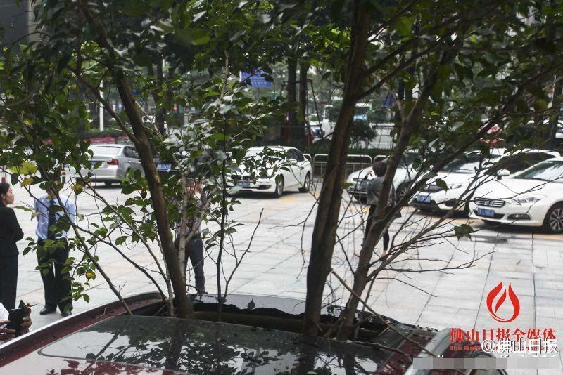 一輛停在停車位上的寶馬轎車，被墜落的樹枝砸中，樹枝徑直插入車內(nèi)，現(xiàn)場引發(fā)不少市民圍觀拍照。
