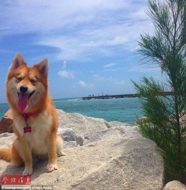 狐貍還是狗？藍(lán)眼睛萌寵走紅網(wǎng)絡(luò)