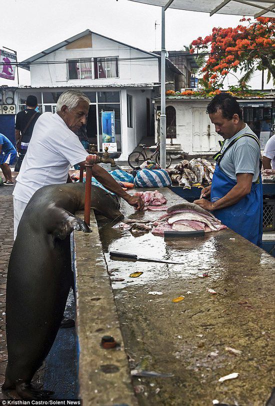 厄瓜多爾海獅成魚攤“?？汀?排隊(duì)“買”金槍魚