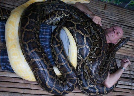 菲律賓一家動物園為游客提供蟒蛇按摩服務(wù)。