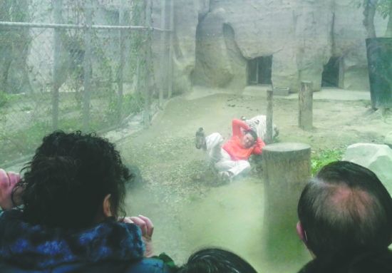 昨日，成都動物園，男子進入白虎活動區(qū)后被白虎拖行。動物園出動50多人成功營救下他