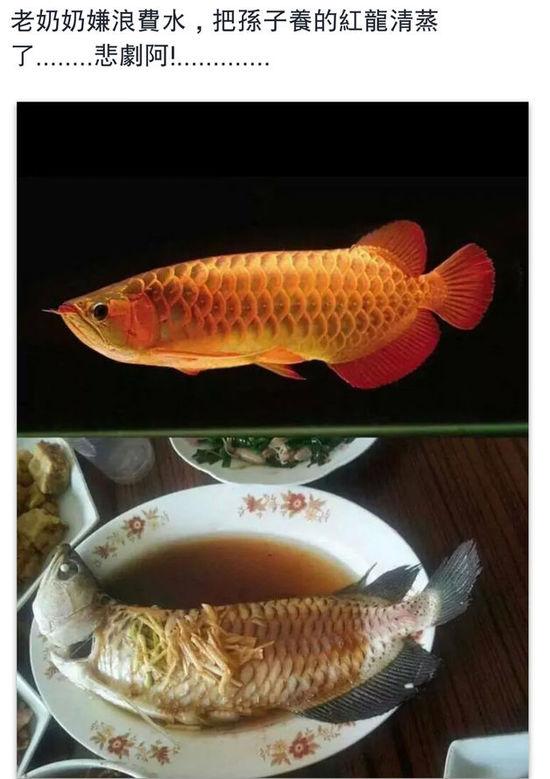 老奶奶嫌浪費(fèi)水,把孫子養(yǎng)的紅龍清蒸了。圖片取自臺媒