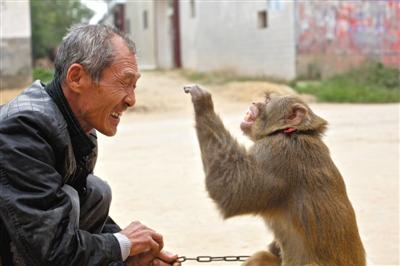 10月13日，新野縣鮑灣村耍猴人楊林貴蹲在家門口和自己的猴子玩耍。楊林貴，耍猴近三十年。