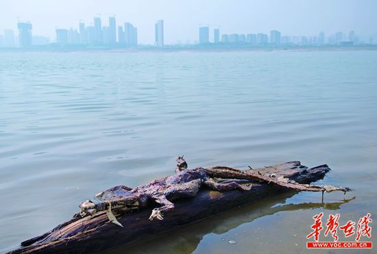 23日上午，瀏陽(yáng)河與湘江交匯的地方發(fā)現(xiàn)了一條鱷魚(yú)的尸骸。