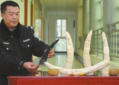 1月5日，辦案民警展示擋獲的犀牛角、盔犀鳥頭、象牙制品。