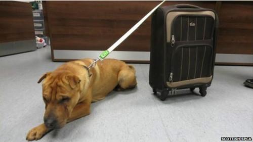 這只雄性的雜交沙皮犬被連同行李箱被拴在火車站外的欄桿上。