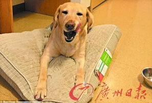 機智的導盲犬尤蘭達。
