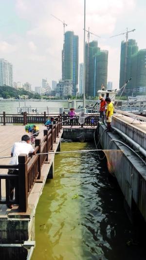 一群人正在打撈放生的龜、魚(yú)等。信息時(shí)報(bào)記者 陳文杰 攝