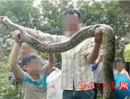 膽真大！男子抓野生大蟒燉湯 蟒蛇屬國家一級保護動物(圖)