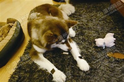 說(shuō)到蘋(píng)果表，昨天的網(wǎng)友大為感嘆：人比人，氣死人了。不！是人比狗，氣死人。