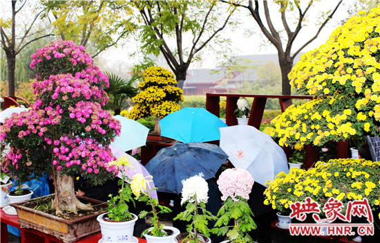 天好、花美 中國開封第32屆菊花文化節(jié)延長一周