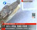 放生小鱷魚(yú) 險(xiǎn)釀大隱患
