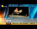 雄雞靚照催生優(yōu)質(zhì)蛋？看臉世界讓人心碎