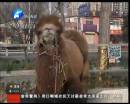 駱駝肉當(dāng)街叫賣合法？