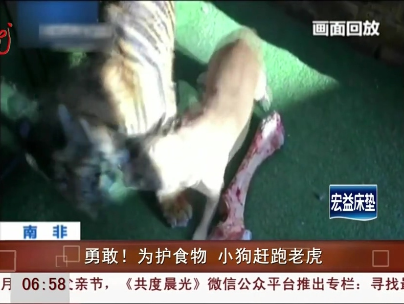 勇敢！為護(hù)食物 小狗趕跑老虎