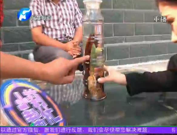 神奇！泡酒人參發(fā)芽長(zhǎng)樹葉