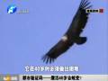 都市驗證碼——鷹活40歲會蛻變？