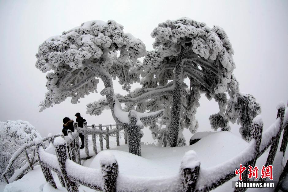 12月18日，雪后的安徽黃山風(fēng)景區(qū)出現(xiàn)了大面積雪凇美景，銀裝素裹，玉樹瓊枝，游人置身其間，如醉如癡。