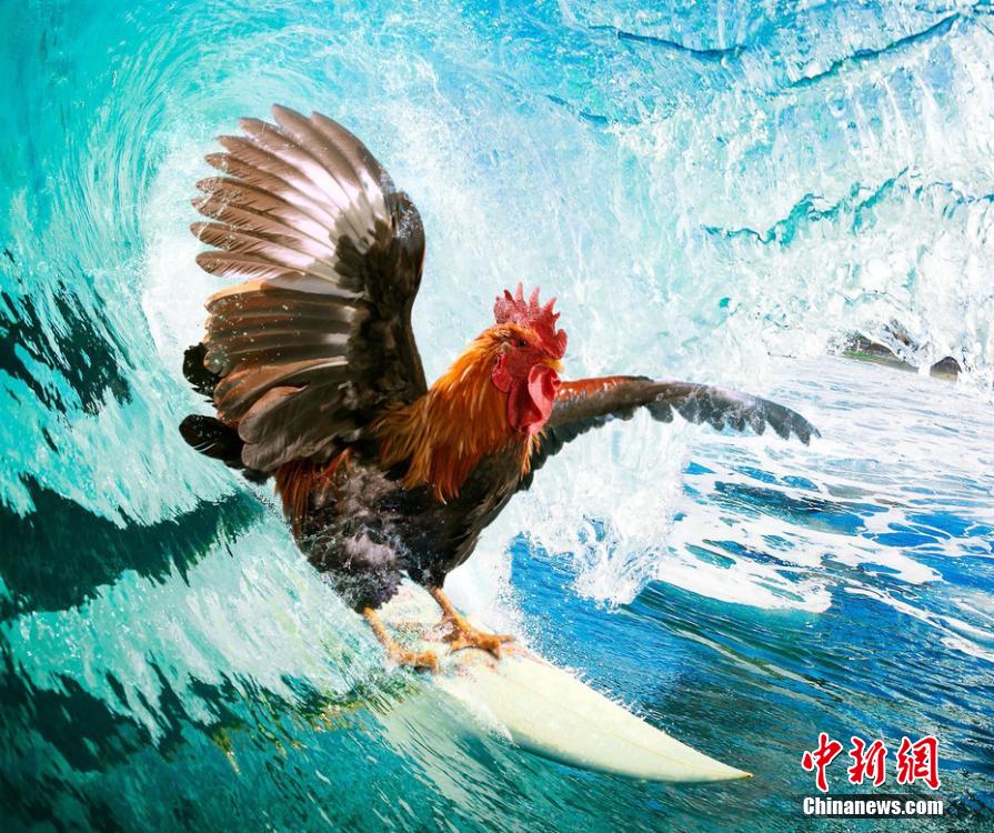有趣！英國一公司推出公雞日歷
