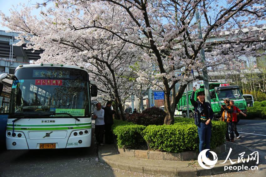 上?！白蠲拦卉?chē)站”爆紅 成熱門(mén)賞櫻地